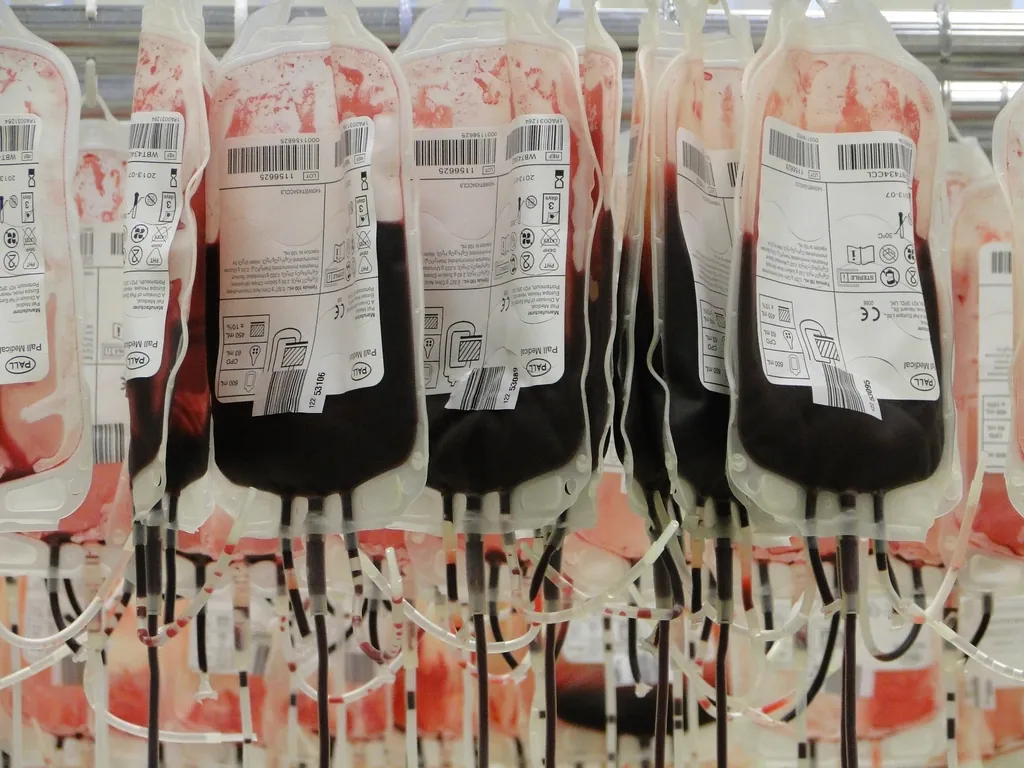 Poches de produits sanguins étiquetées suspendues en établissement de transfusion
